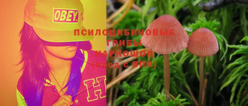 наркота  Шадринск  Галлюциногенные грибы MAGIC MUSHROOMS 